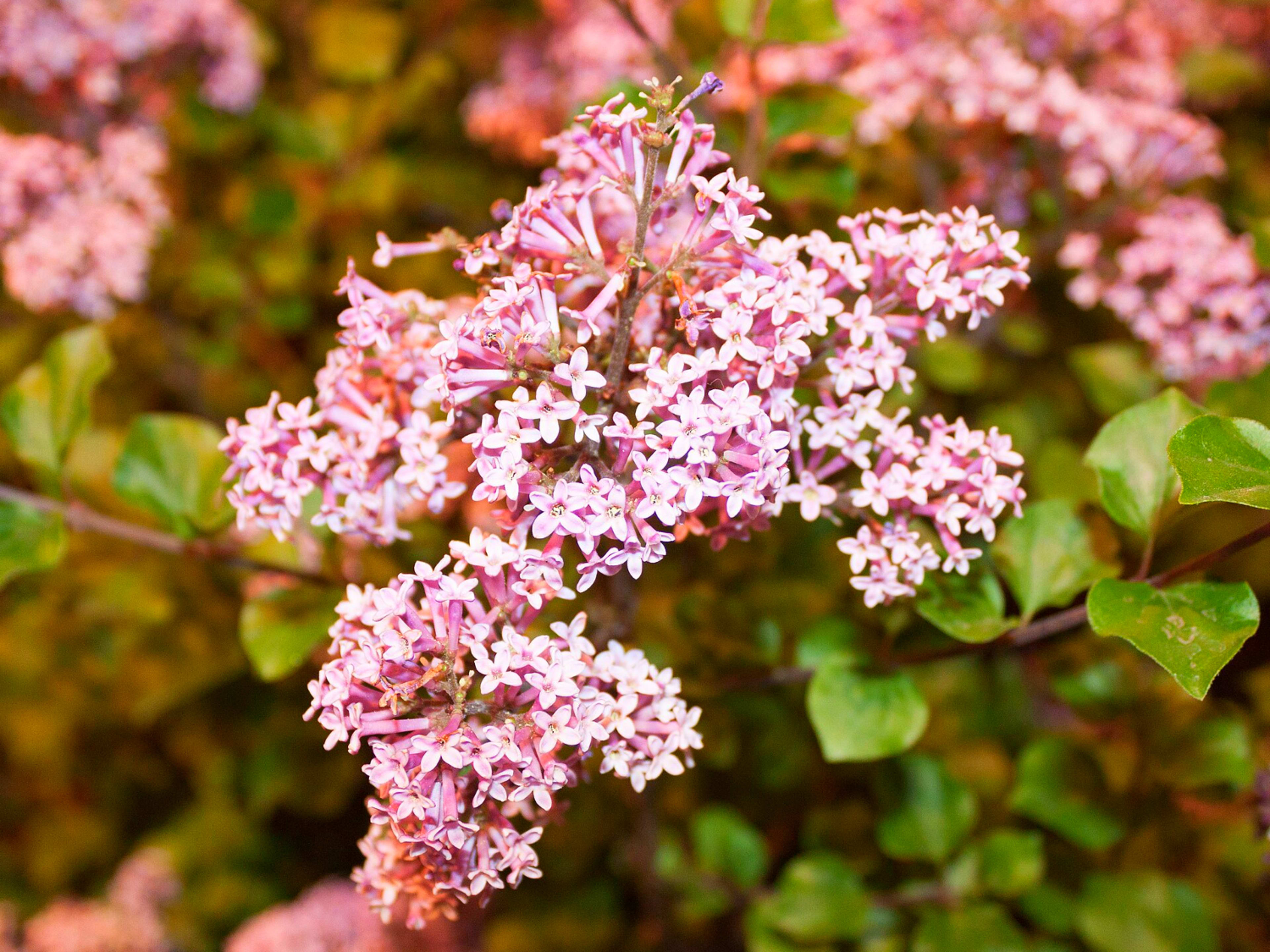 How to Grow and Maintain Korean Lilac