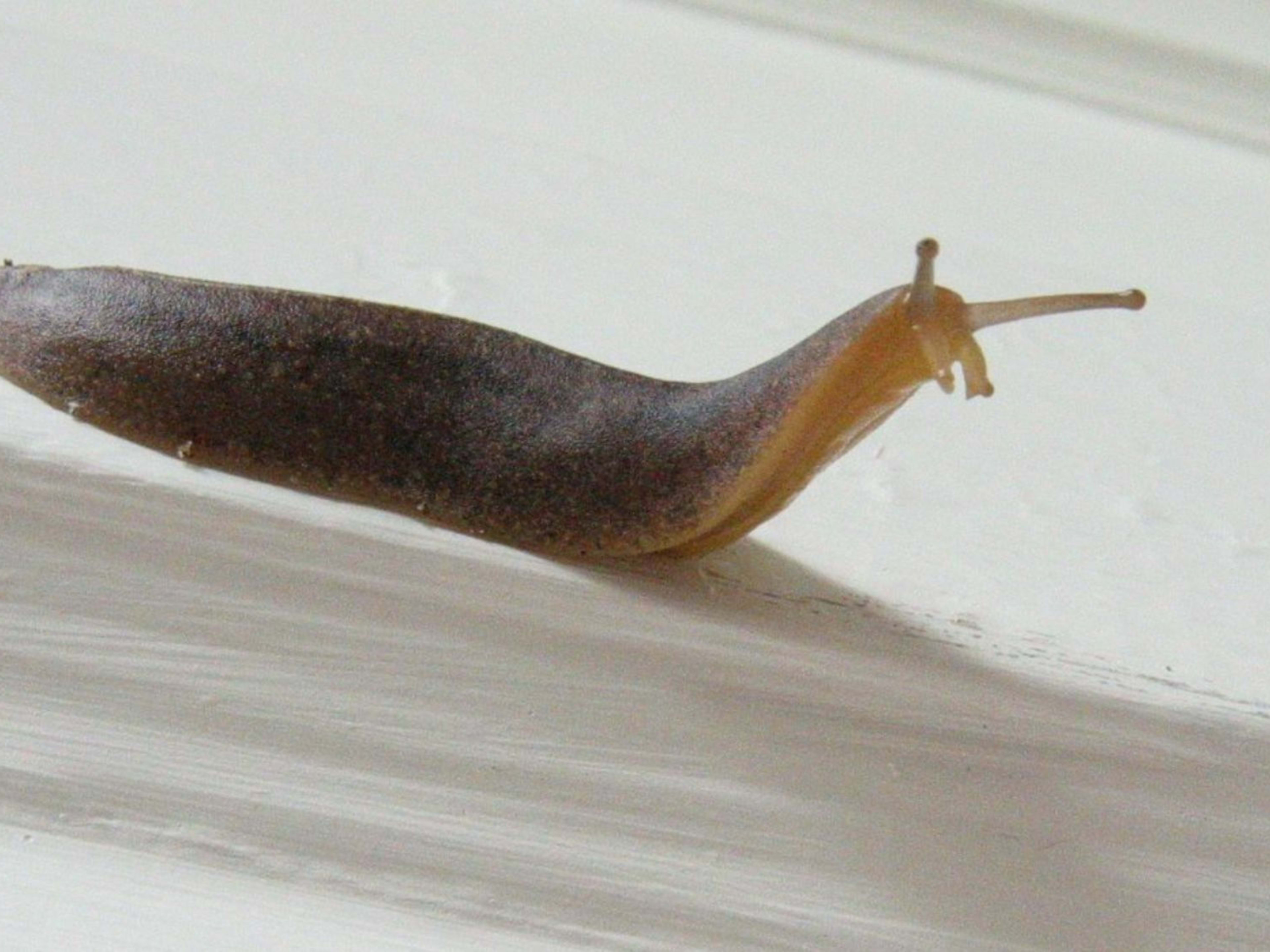 Slugs in house discount