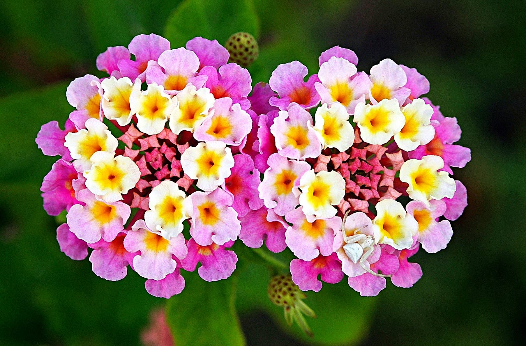 Facts About The Lantana Flower Dengarden