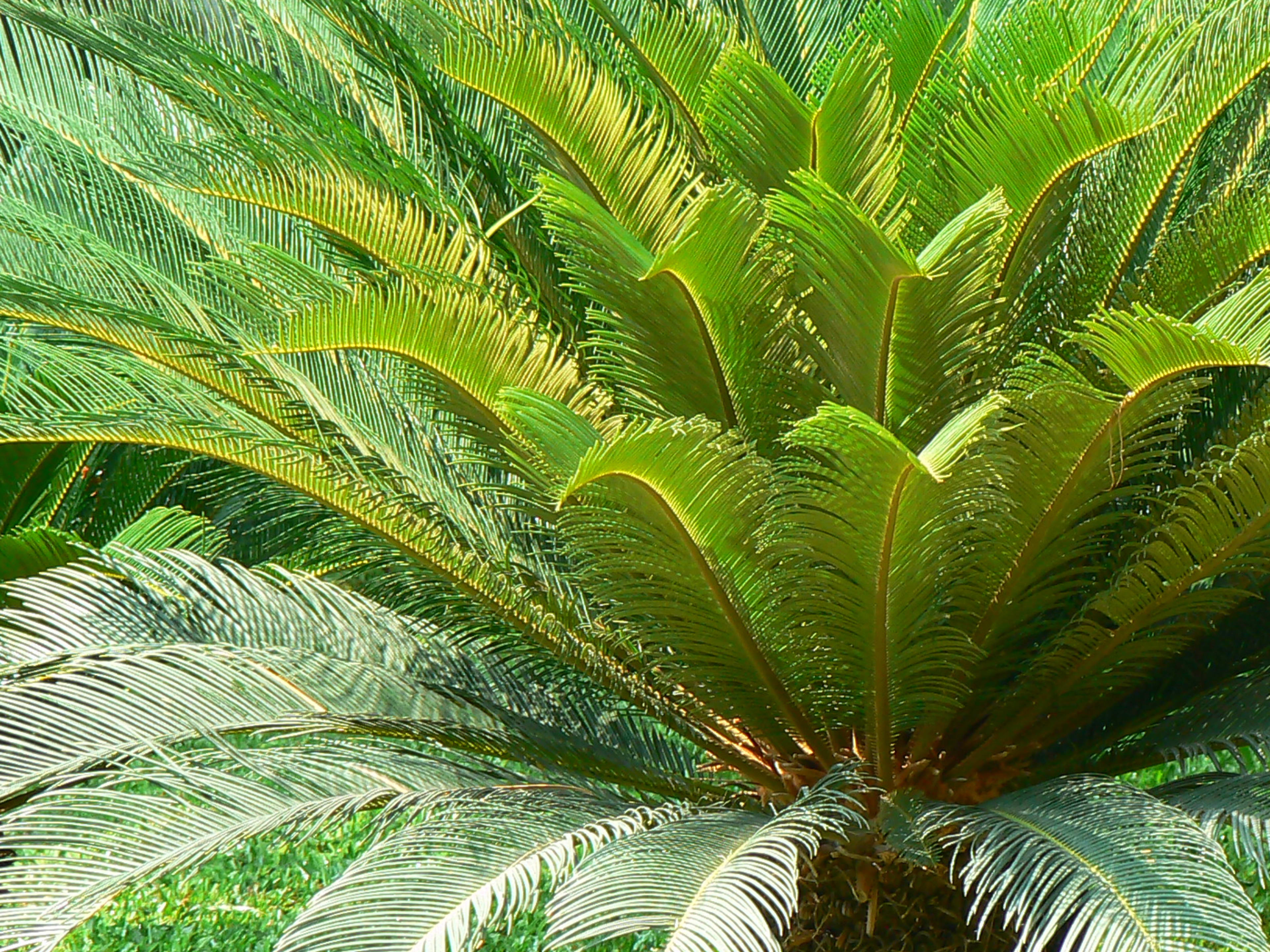 How to Care for a Sago Palm (and Why They Are So Difficult)