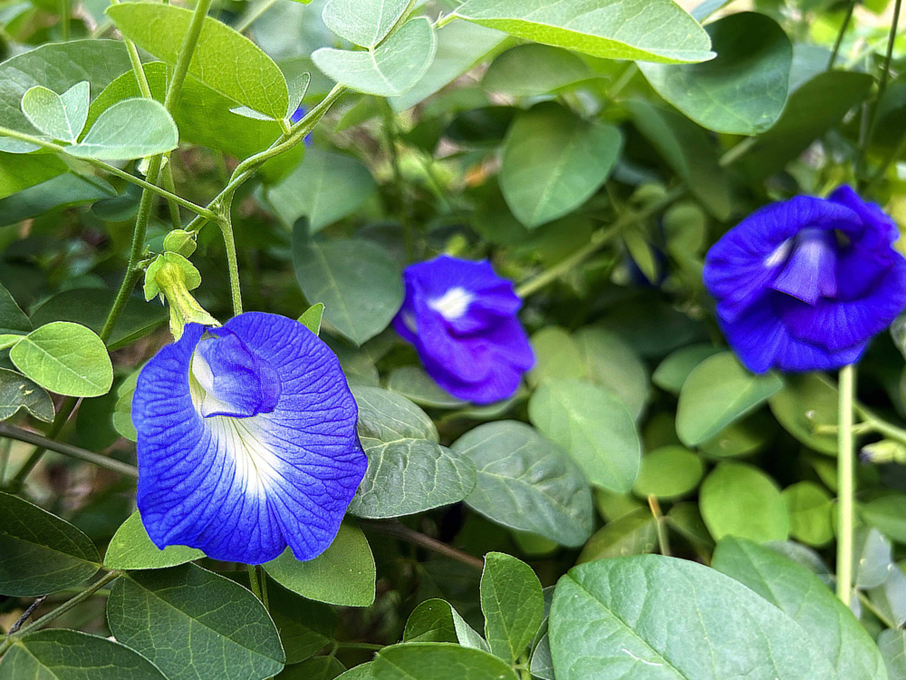 Pea flowers hotsell