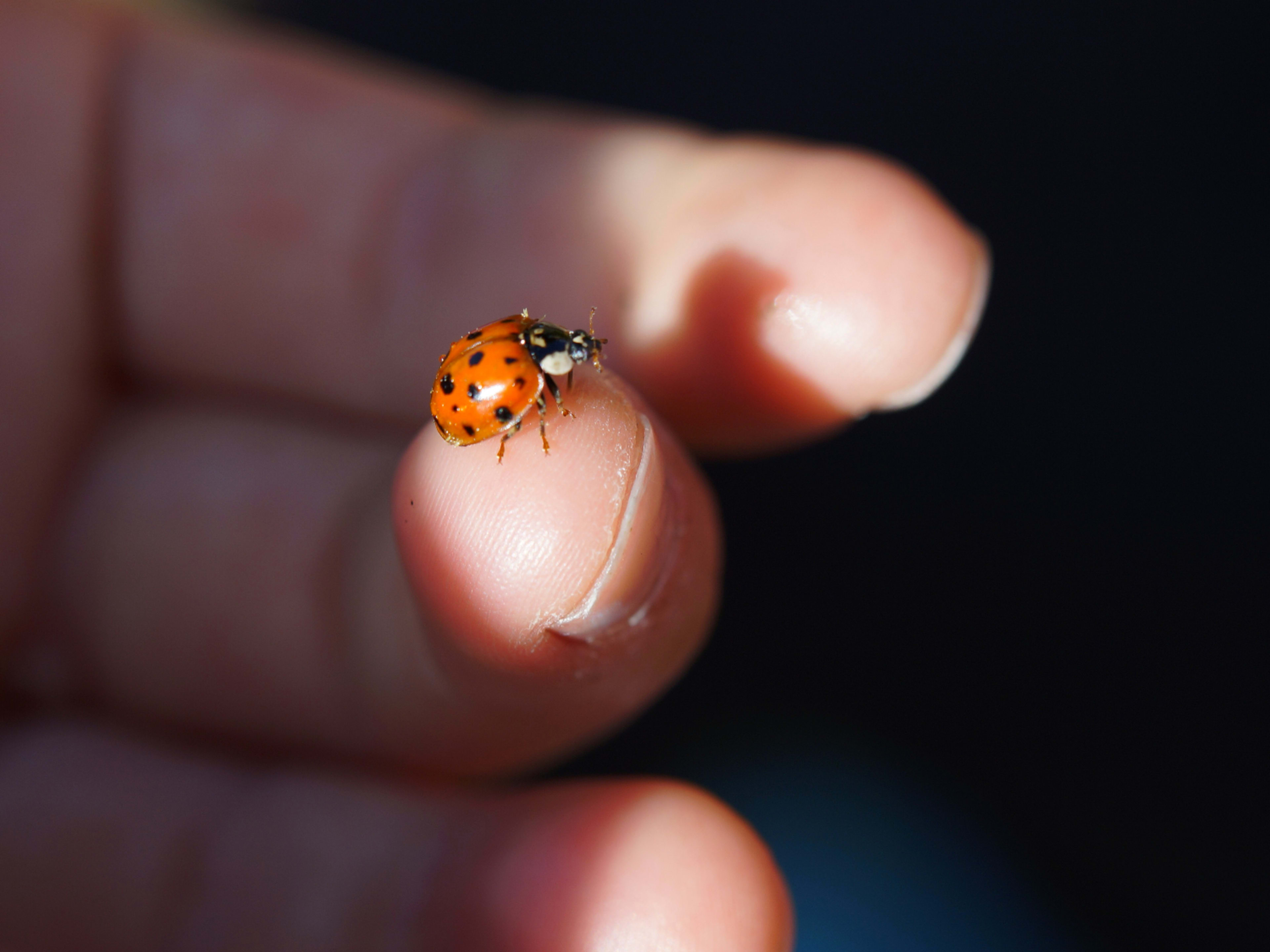 7 Ways Ladybugs Help Humans Plus Tips and Facts - Dengarden