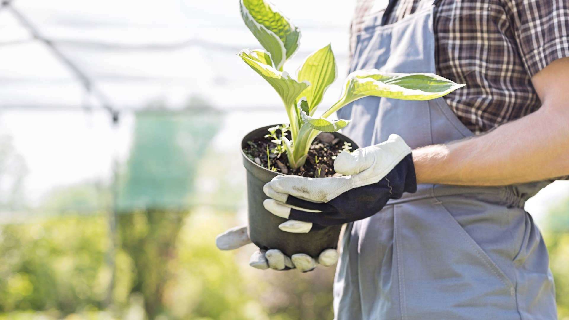 Houseplant Care Tips for Healthy Indoor Plants - Dengarden