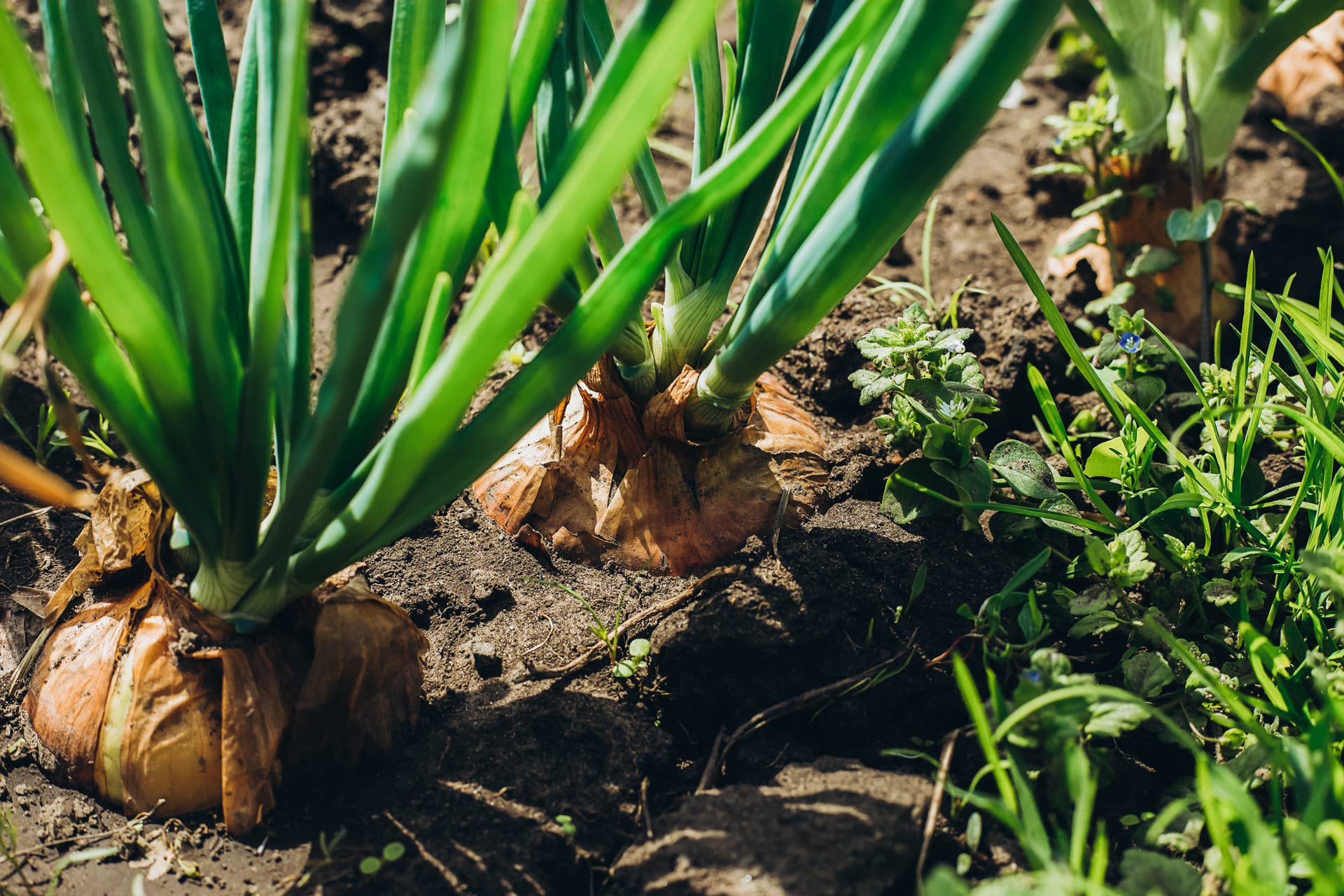 Best Companion Plants for Onions - Dengarden