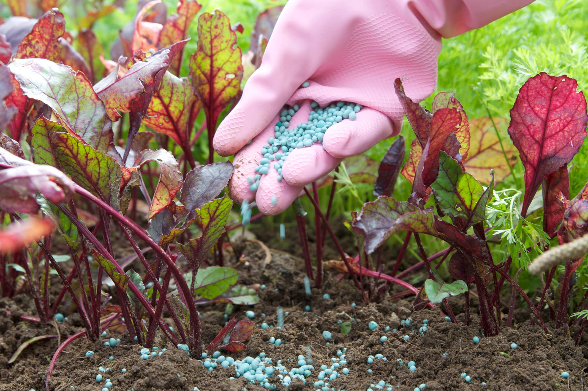 How to Fertilize Your Garden before Planting: Expert Tips