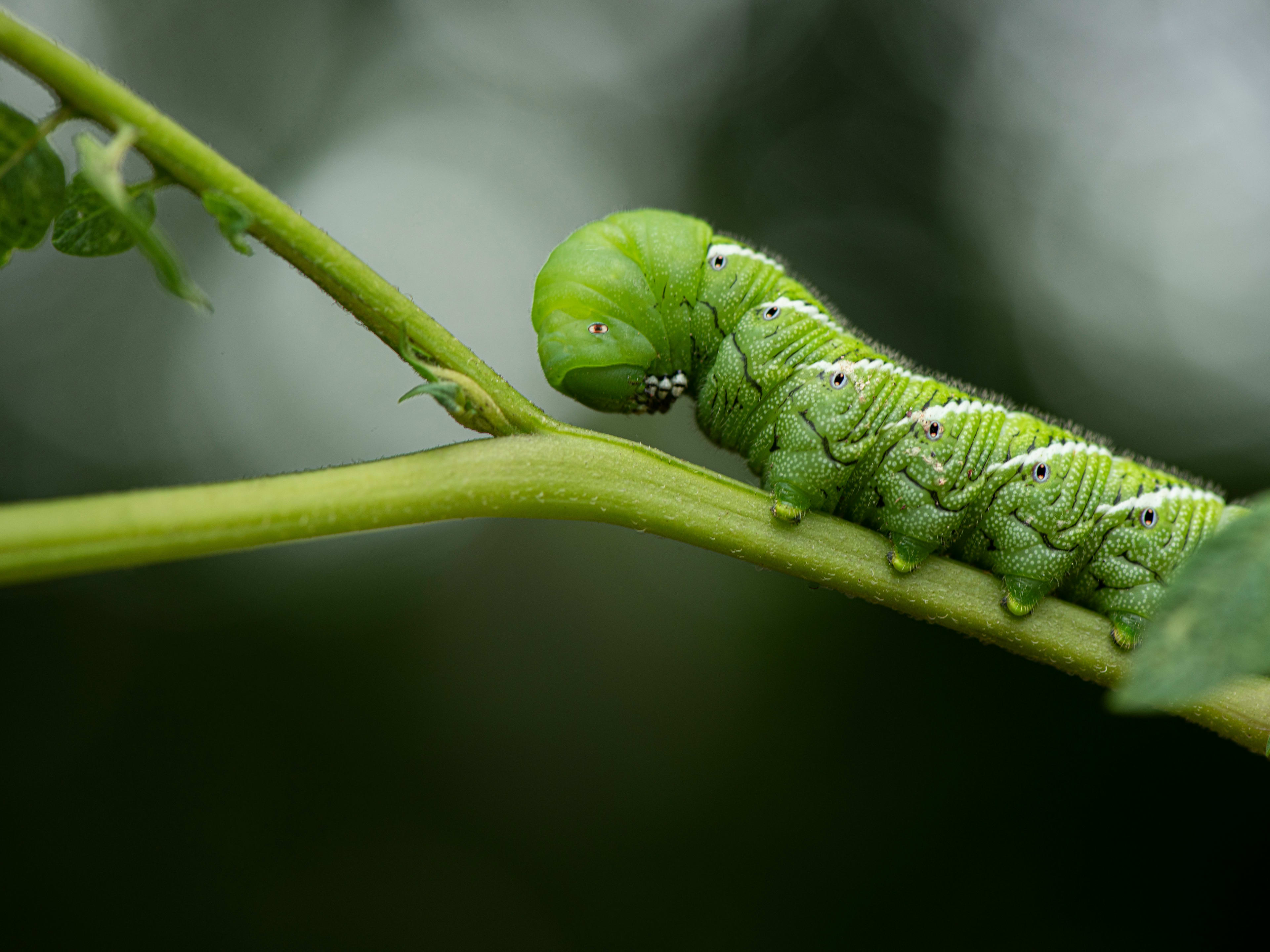 What's That Green Caterpillar Destroying Your Crops? We Have the Answer