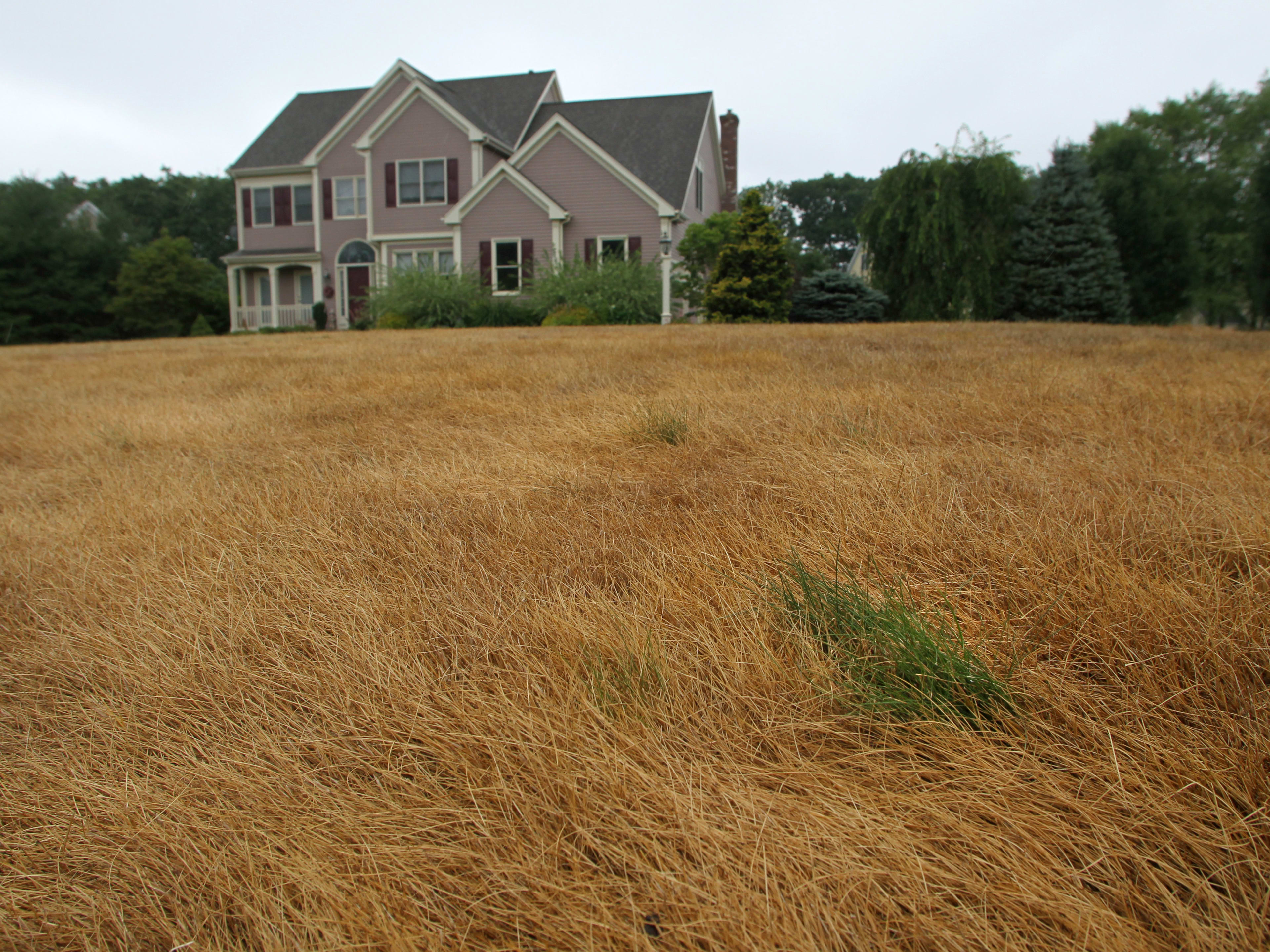 Lawn Turned Brown? Here's How to Revive Brown Grass Before Fall