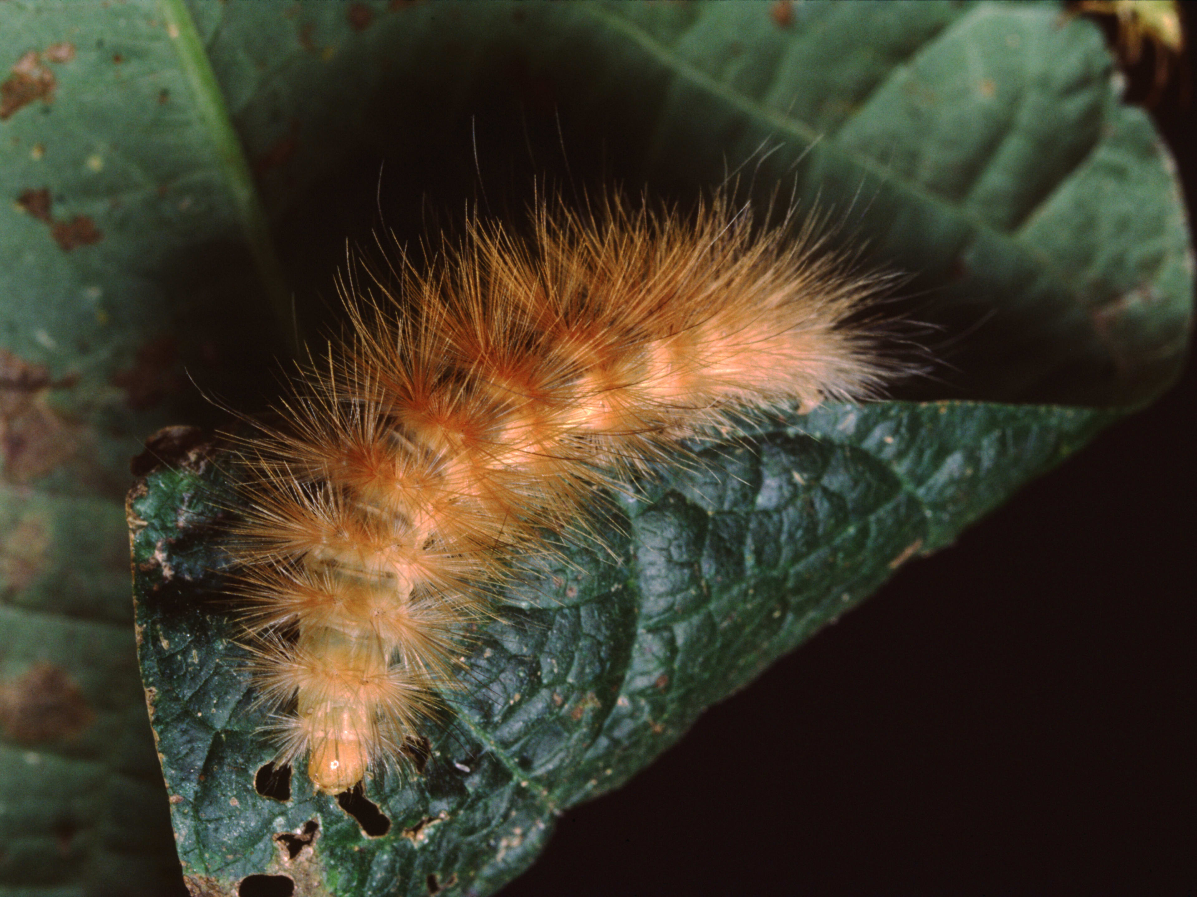 The Most Common Brown Caterpillars, With Pictures