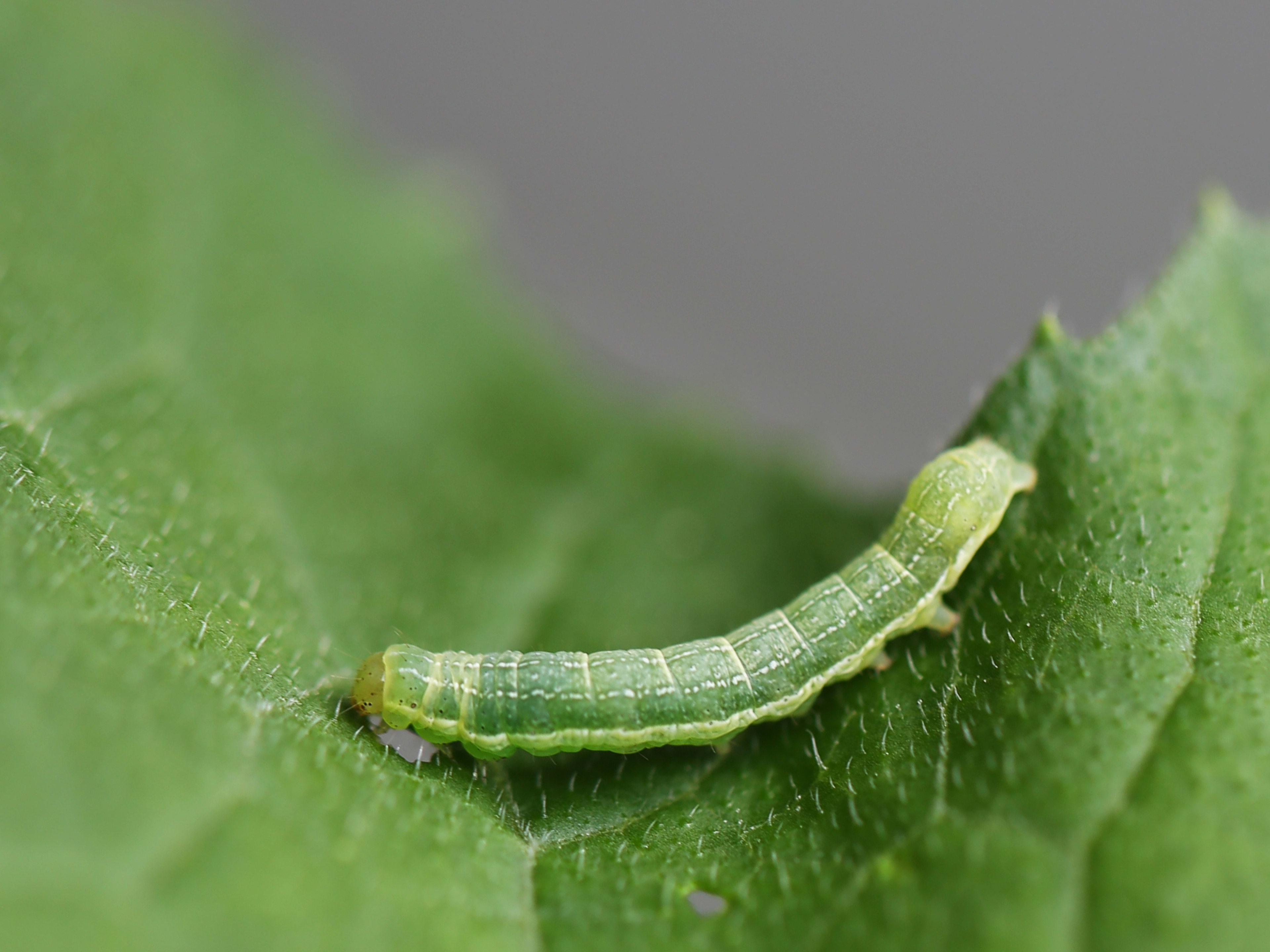 Natural Pest Control for Vegetables Without Chemicals: Safe & Effective Tips