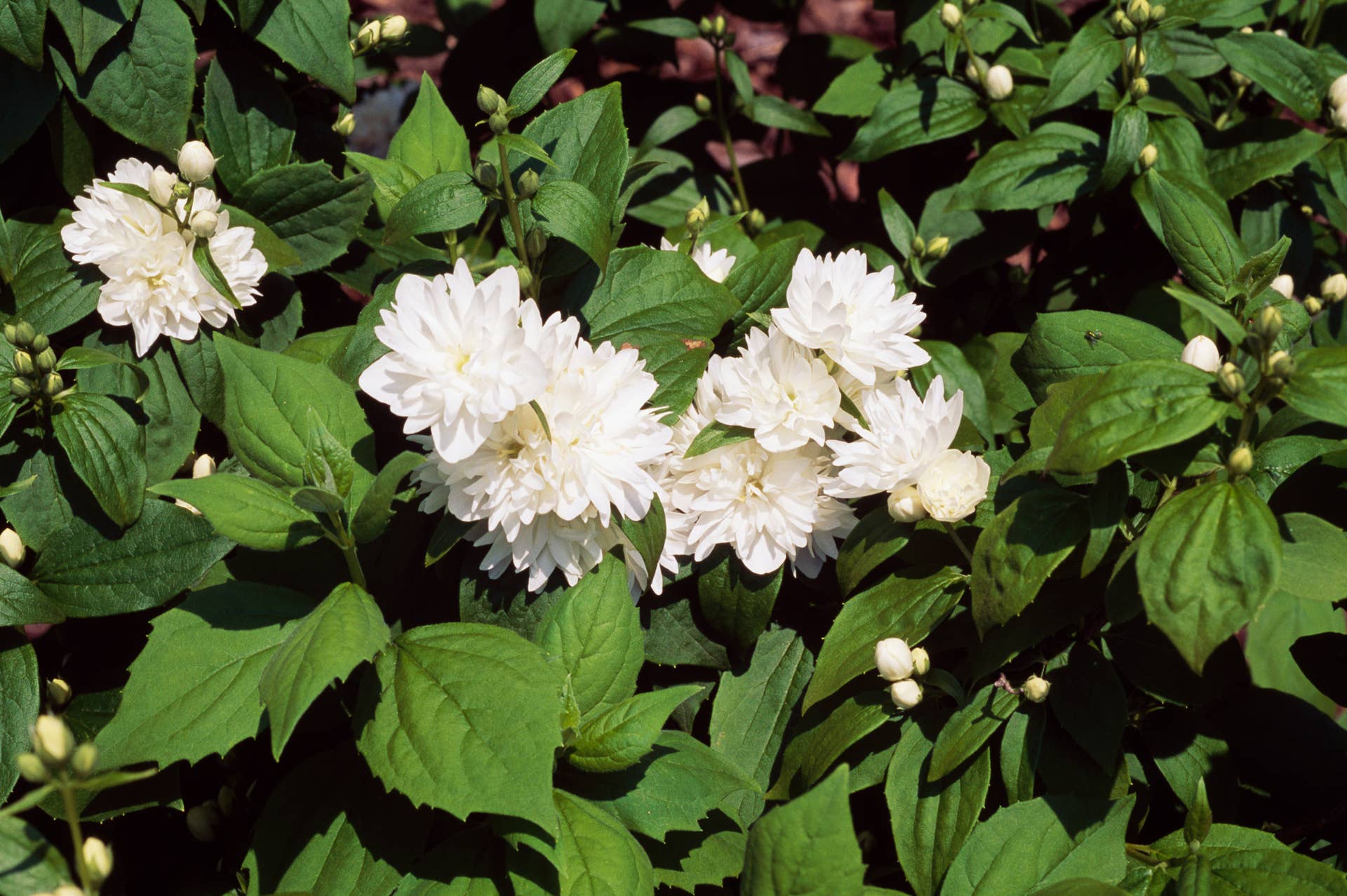 The 2026 Garden Must-Grow Plant List - Dengarden