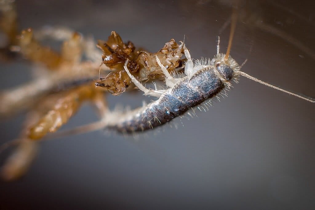 Silverfish Control