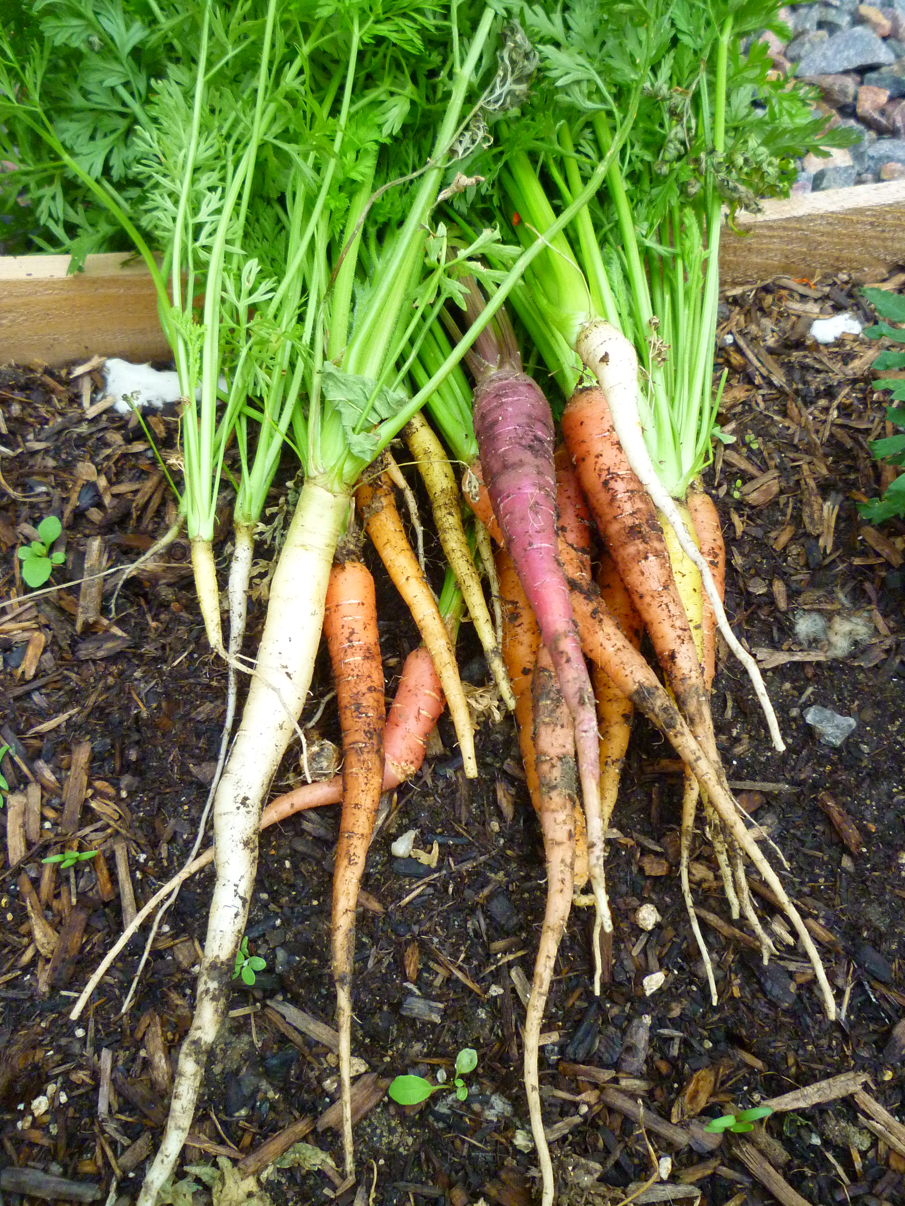 How to Grow Carrots From Seed - Dengarden