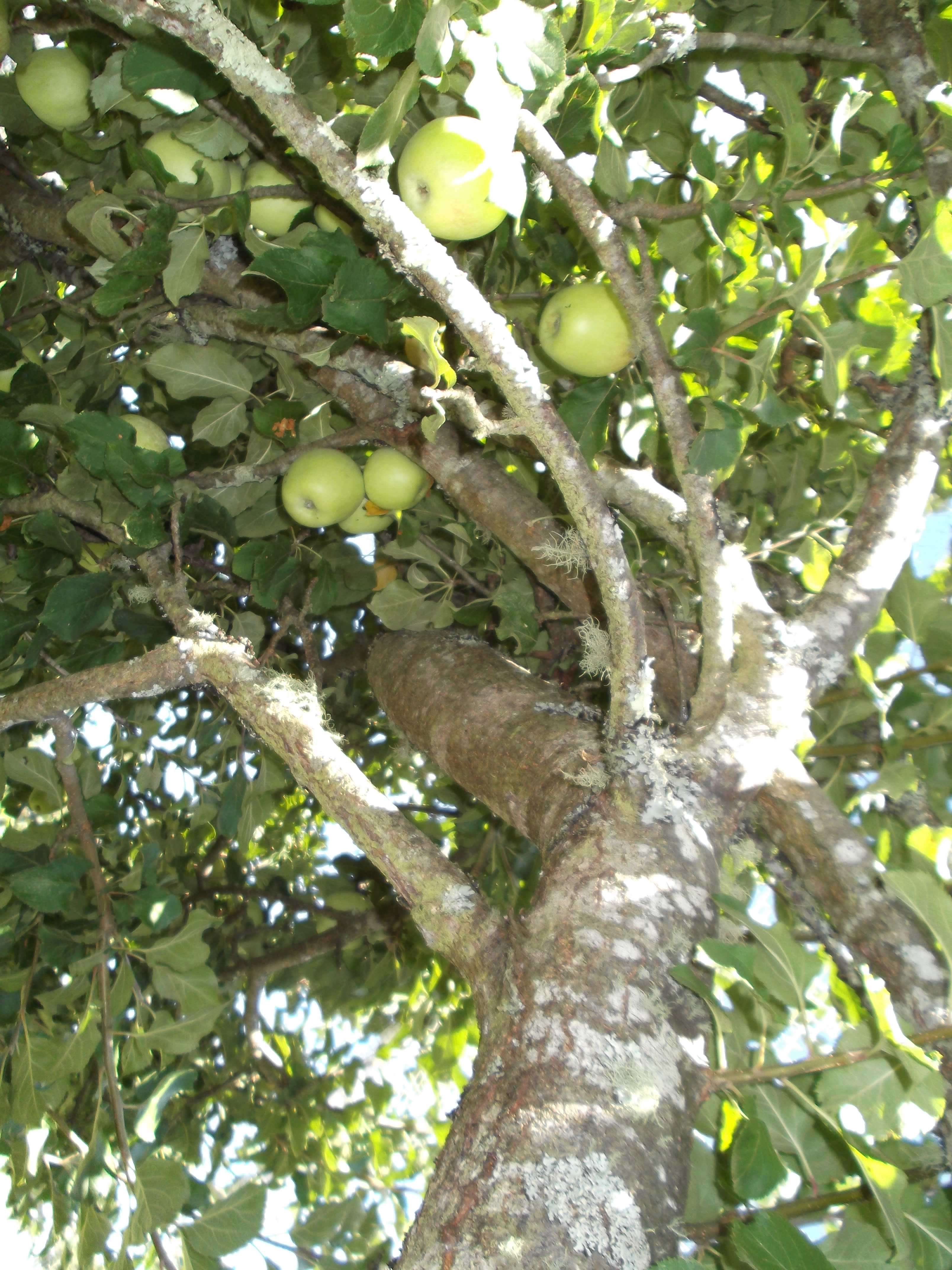 How to Give New Life to an Old Apple Tree - Dengarden