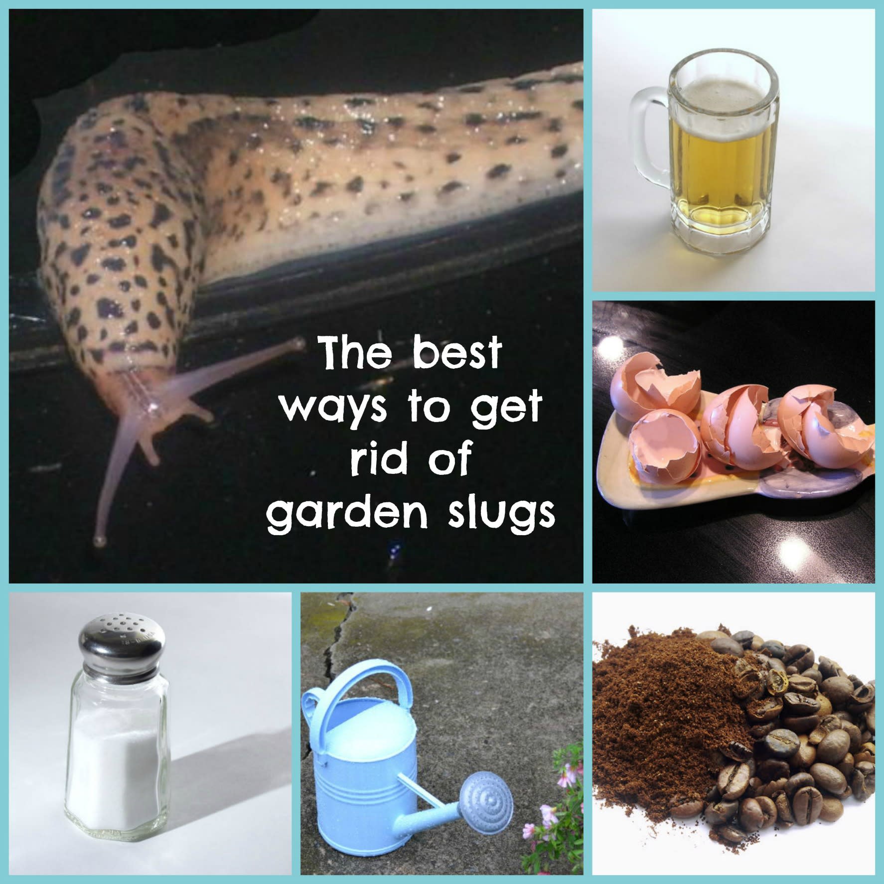 Best Ways To Get Rid Of Slugs In The Garden 
