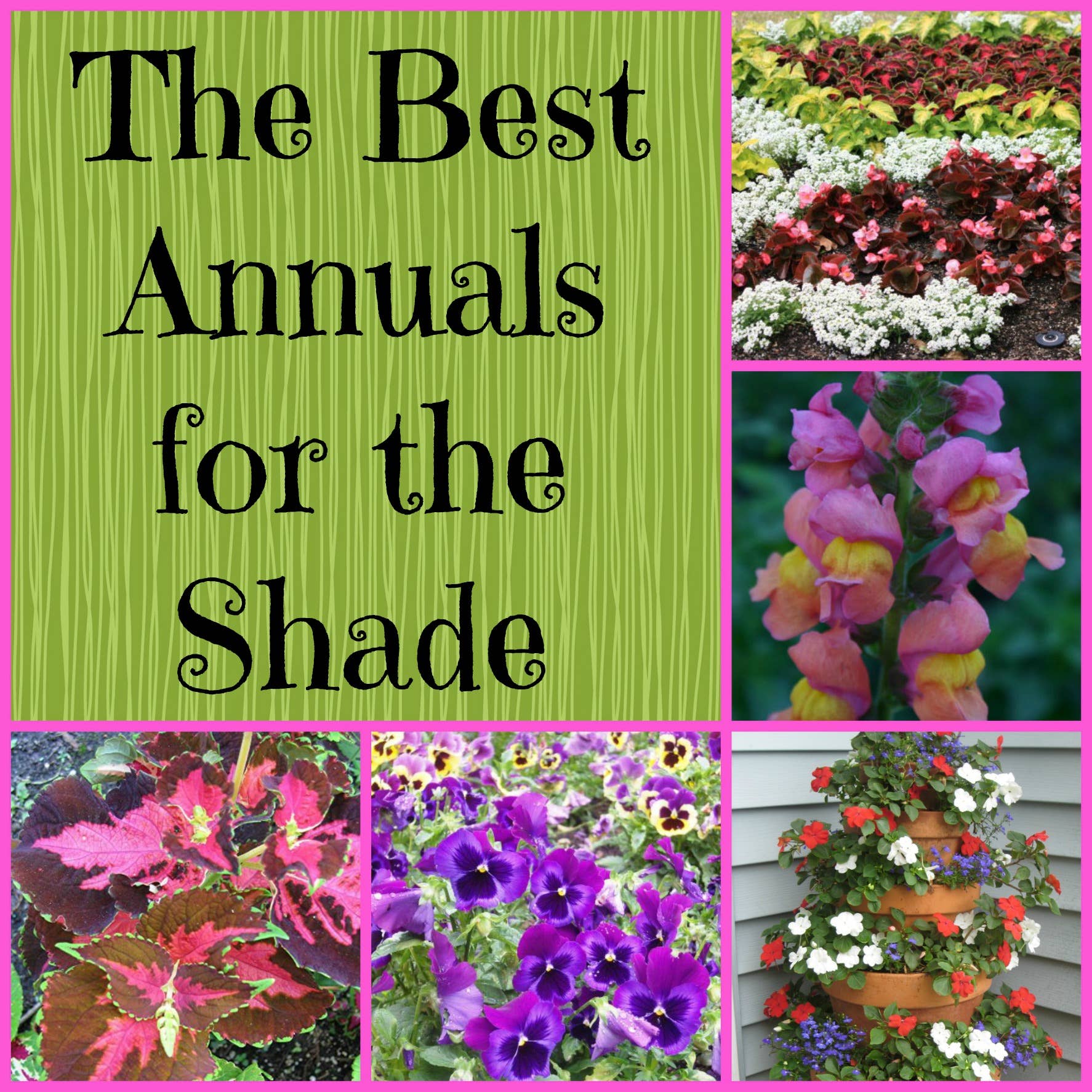 Does Lavender Grow In Shade Gardening In The Shade: 9 Annual Flowers