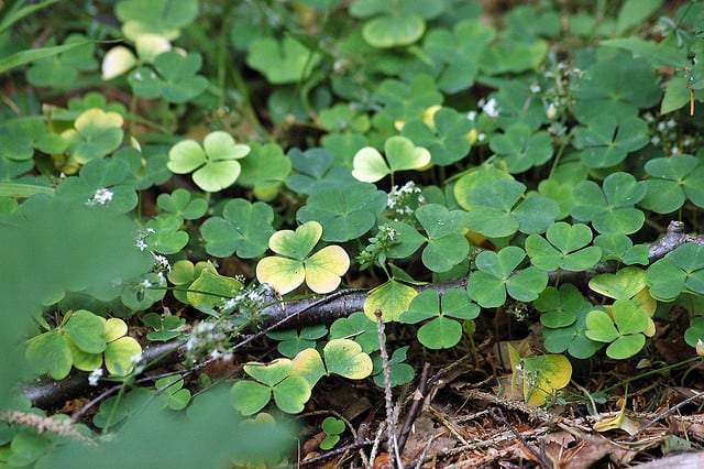 How to Grow Shamrocks for St Patrick #39 s Day Dengarden