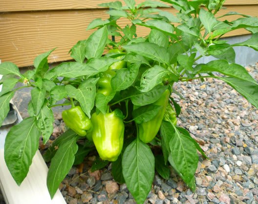 Pompeii Sweet Bell Pepper: This plant was grown in a sunken container.