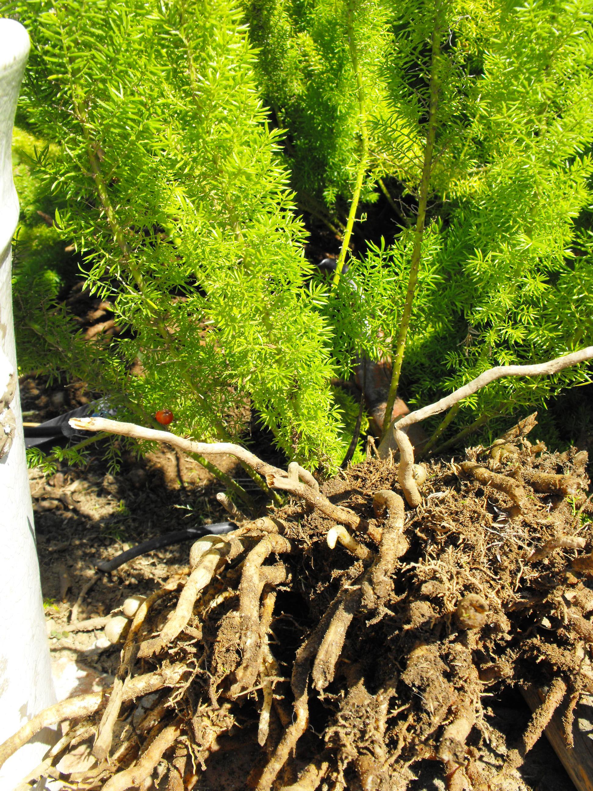 10 Reasons to Plant the Foxtail Fern (and How to Propagate) - Dengarden, image size:1944x2592