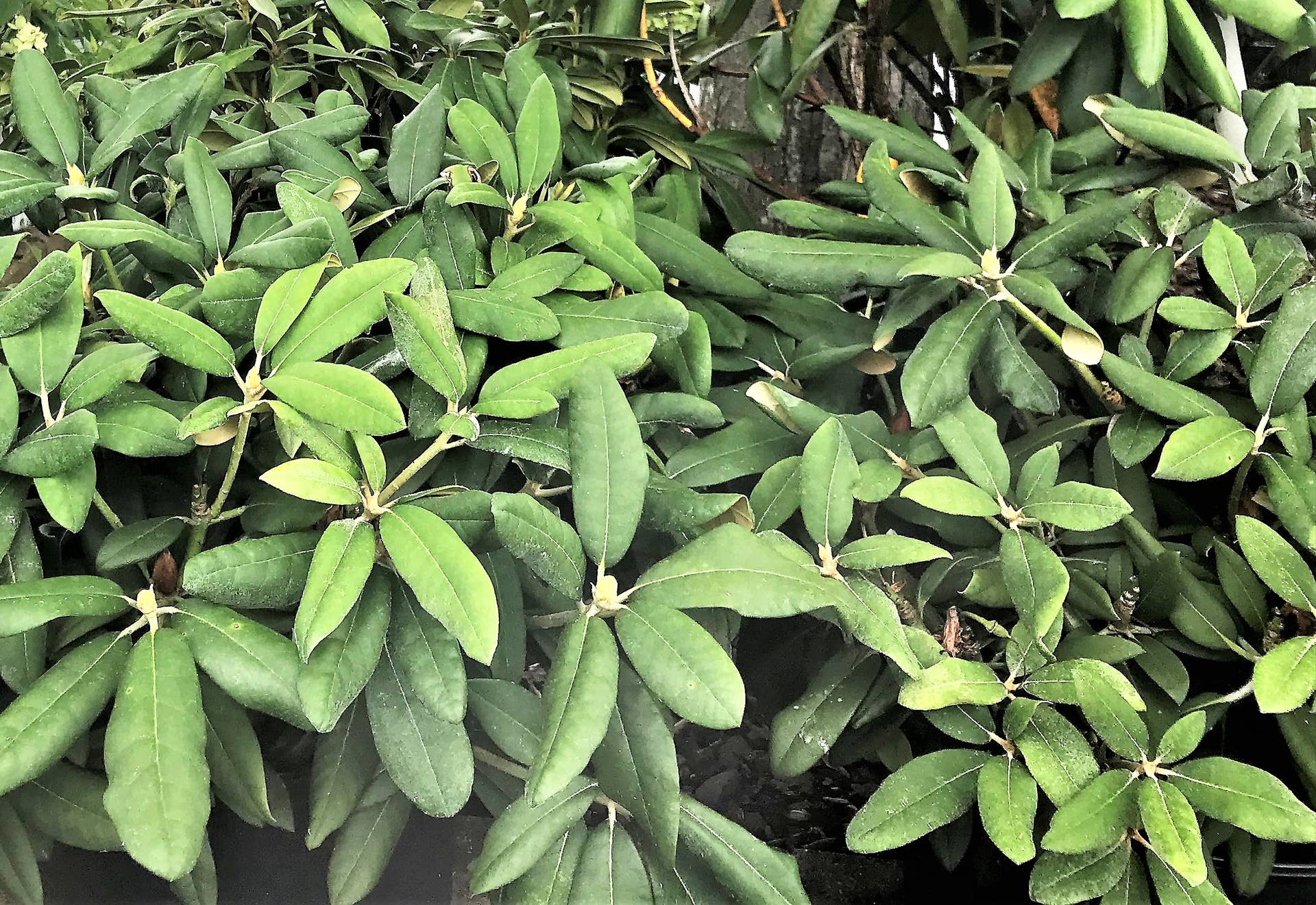 6+ Partial Shade Bushes The Best Shrubs and Bushes That Grow in Partial, Dappled, or Deep-Shade