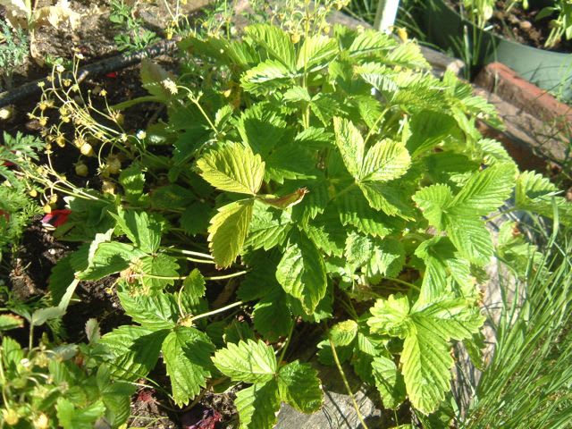 Tips for Growing White Strawberries - Dengarden