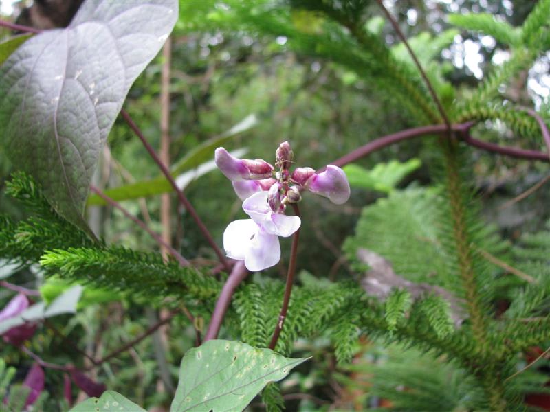 How to Grow Lablab (Hyacinth Bean) - Dengarden