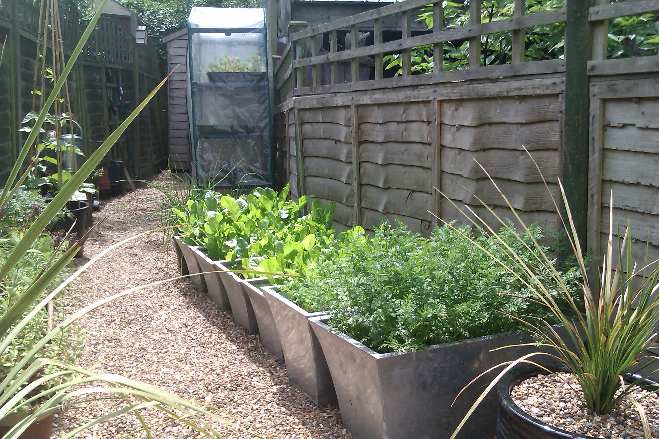 Growing vegetables in pots for beginners sales