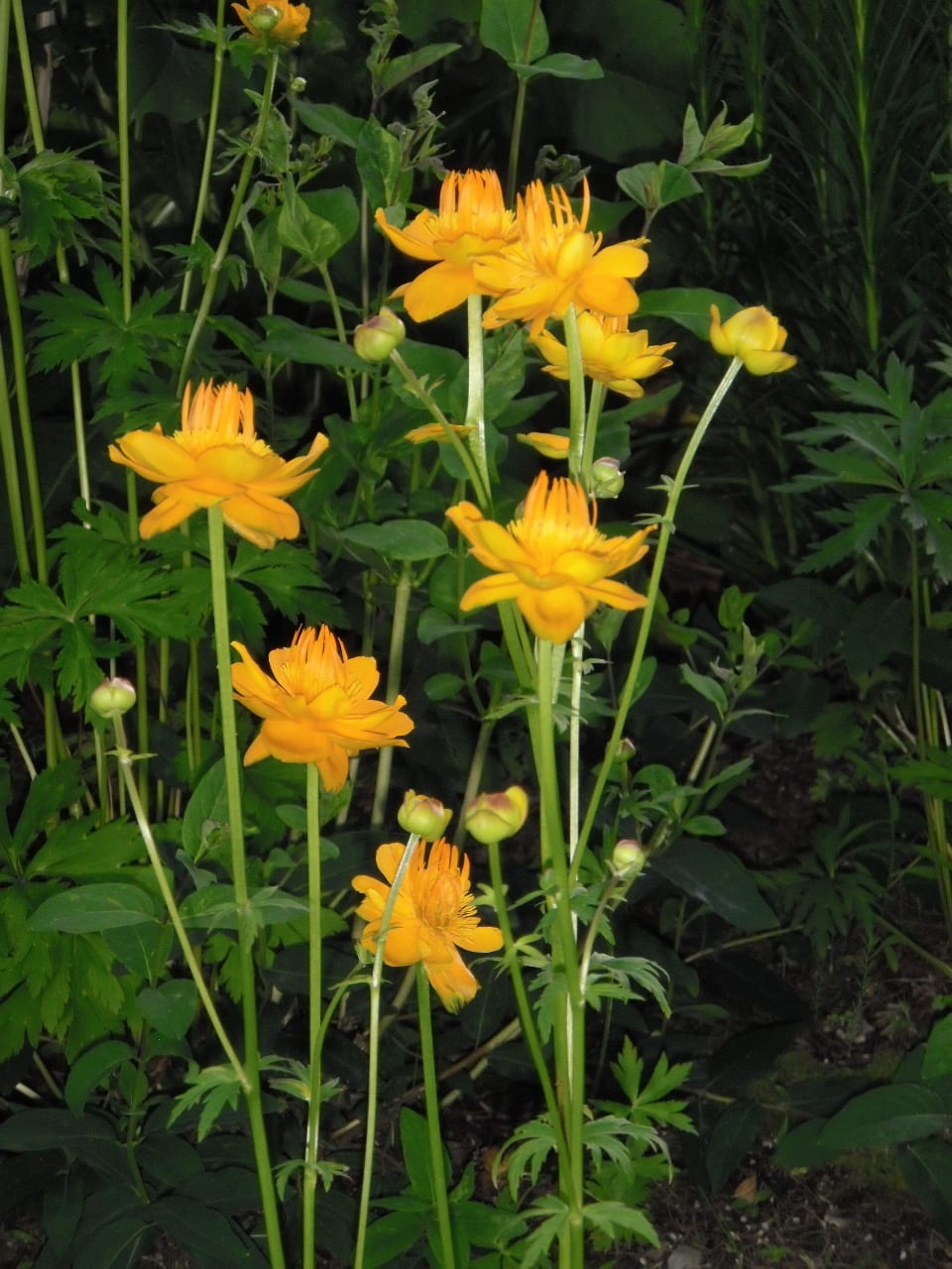 22 Best Plants for Sun With Summer Flowers - Dengarden, image size:960x1280