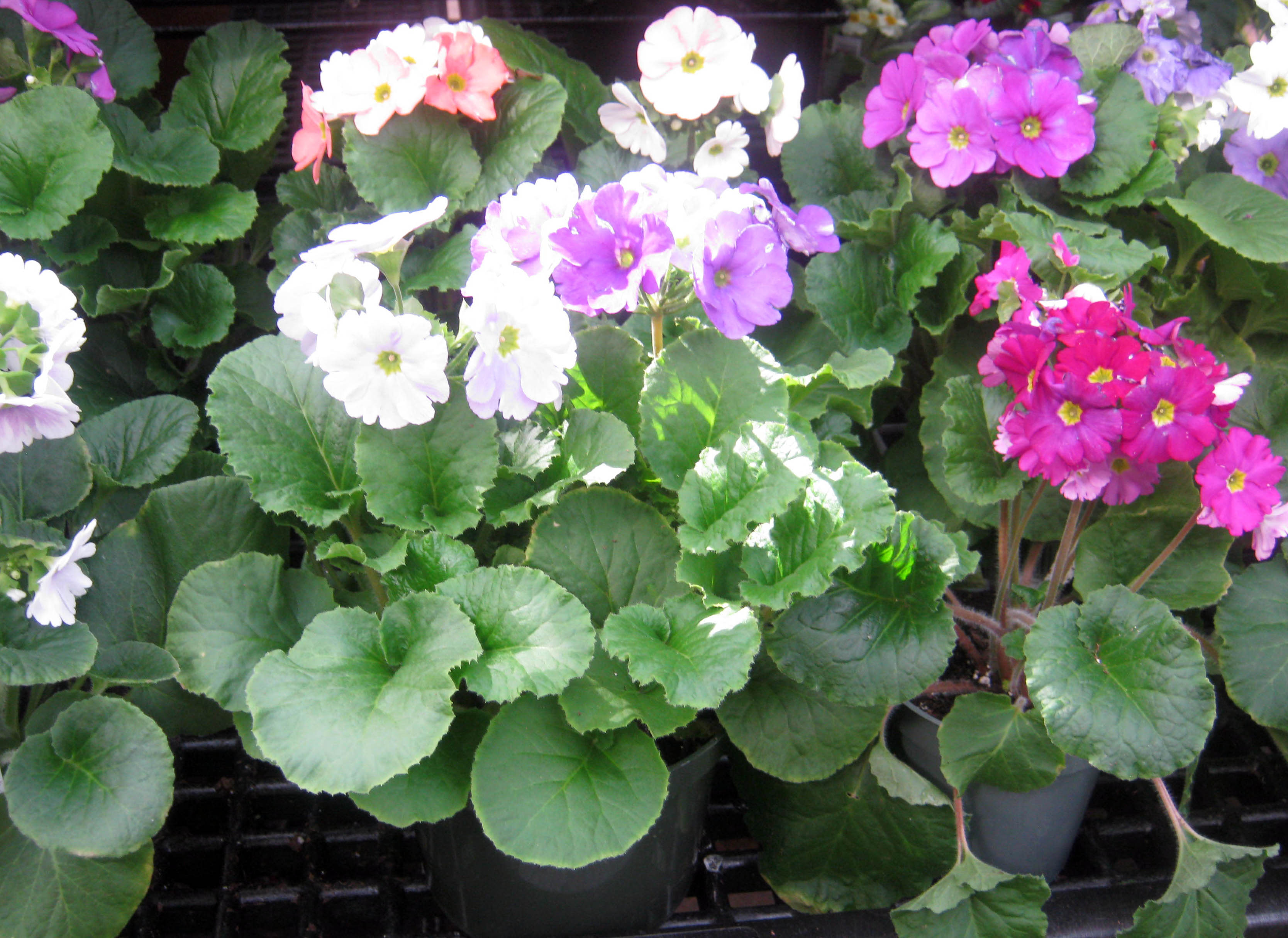 Top 13 Best Flowering Houseplants - Dengarden, image size:3336x2430