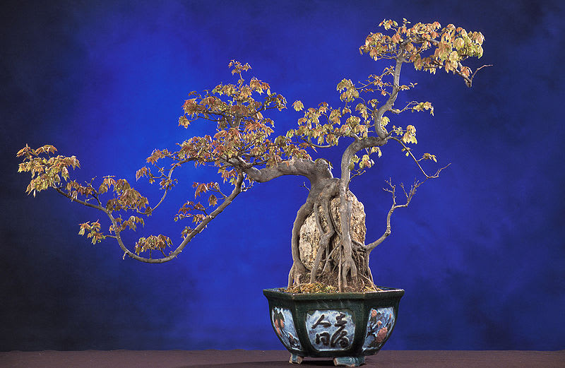 A Beginner's Guide to Bonsai - Dengarden