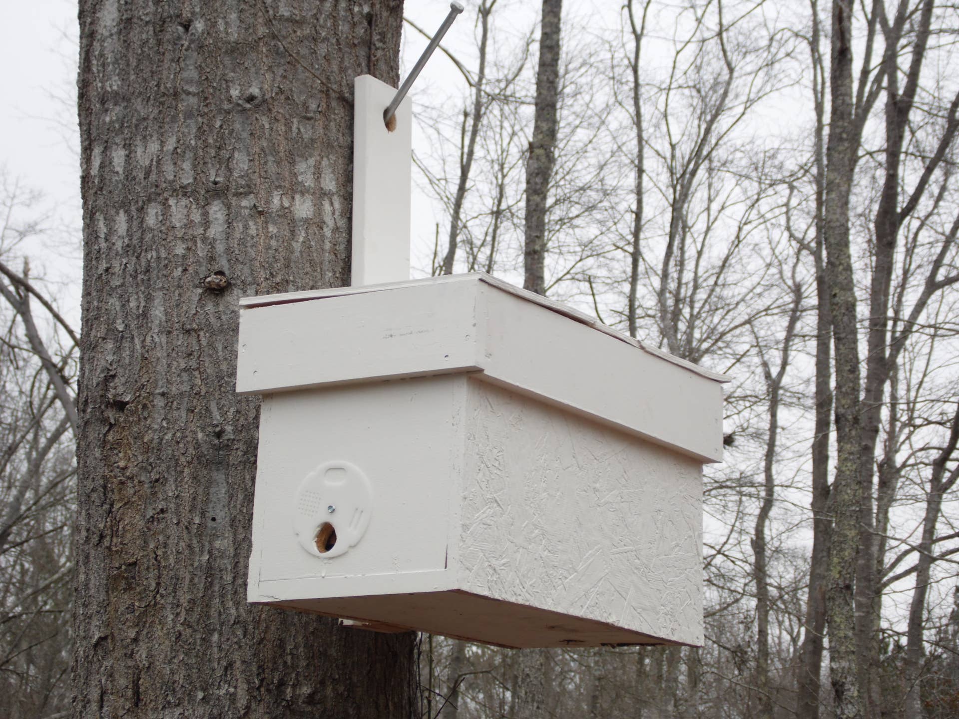 HONEY BEE SWARM TRAP DIMENSIONS visual data 6