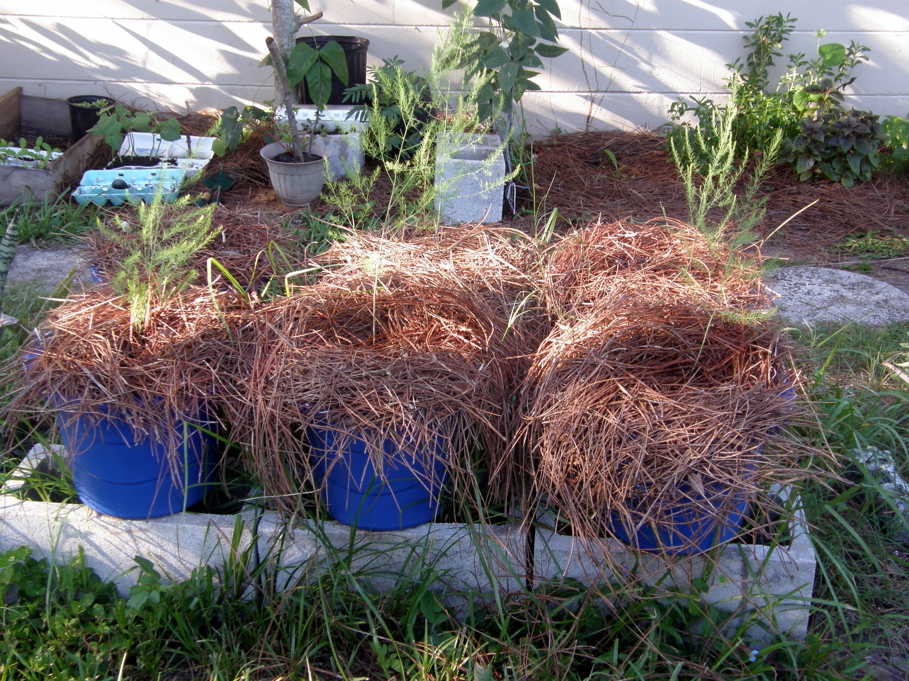 How to Plant TwoYearOld Asparagus Crowns in Containers