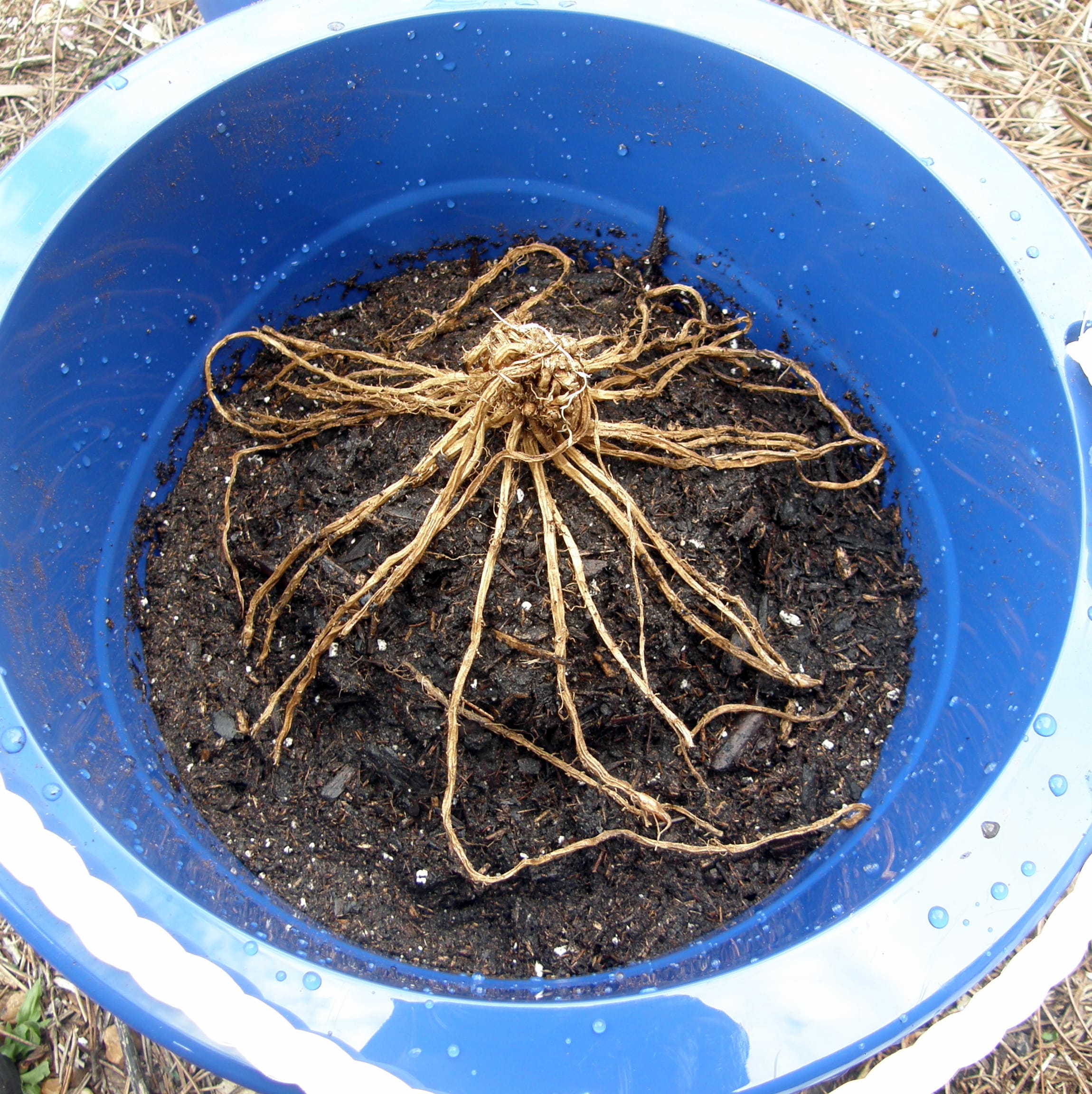 How to Plant TwoYearOld Asparagus Crowns in Containers
