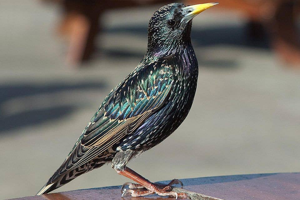 How to Keep Birds off Your Outdoor Furniture: Effective Tips