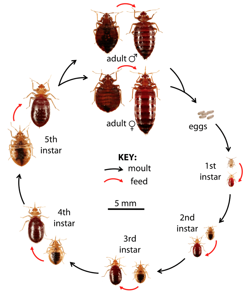 How to Get Rid of Bed Bugs Low Cost DIY Extermination Without Toxic Poisons
