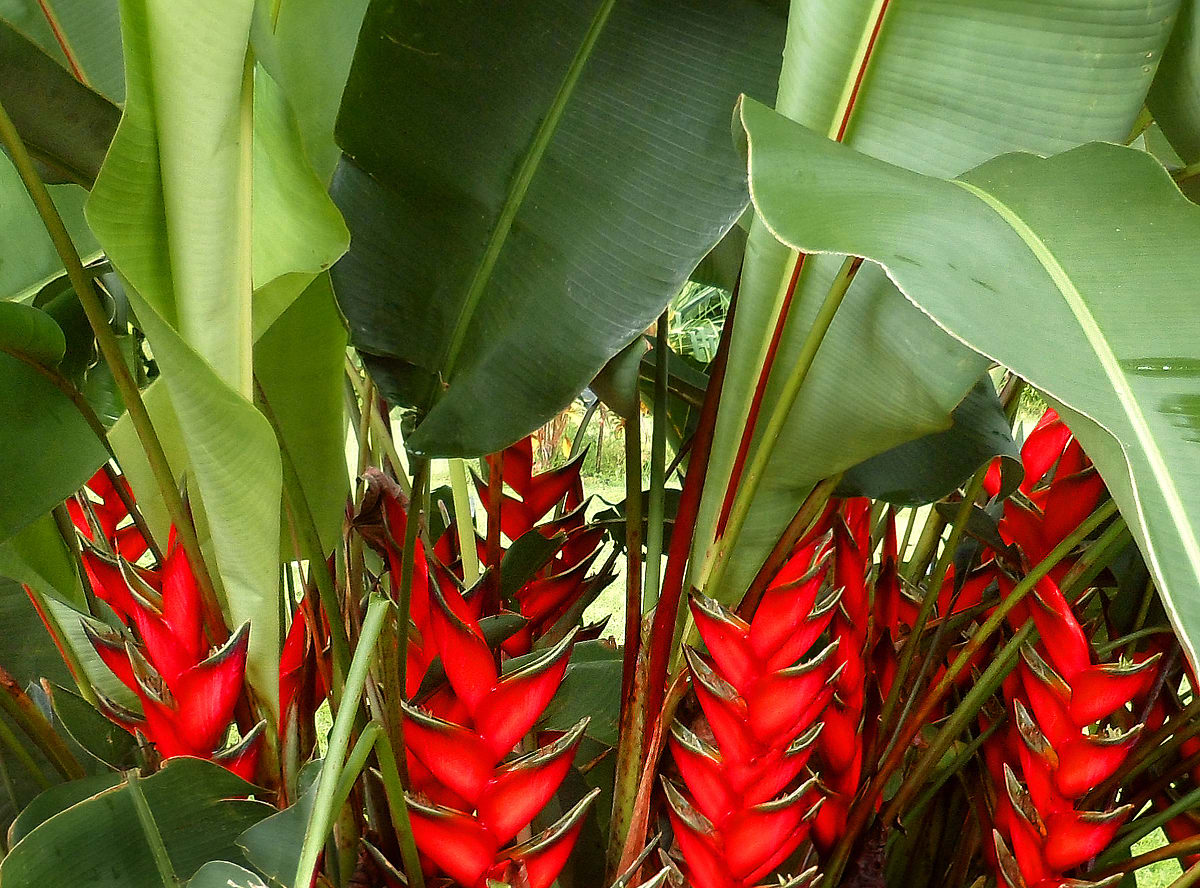 Gorgeous Red Tropical Flowers to Bring Passion to Your Garden - Dengarden, image size:1200x888