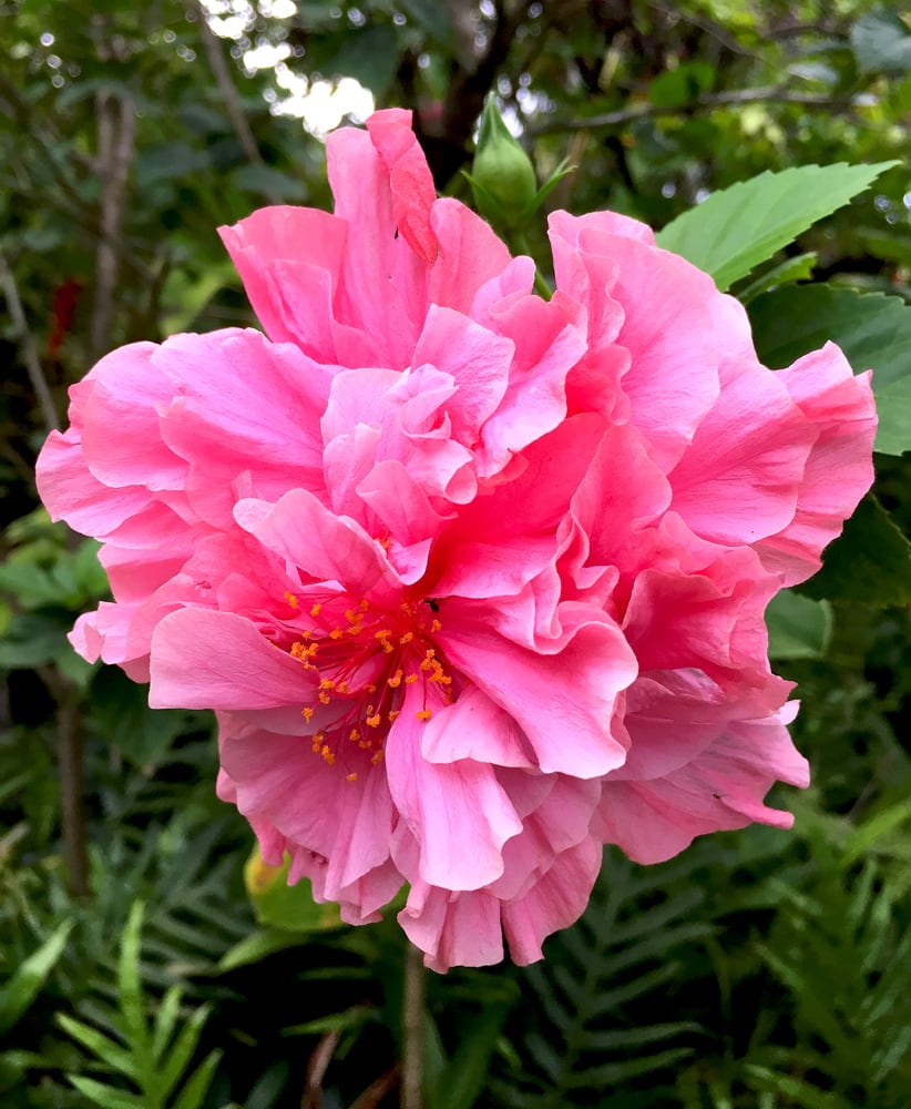 Double hibiscus discount
