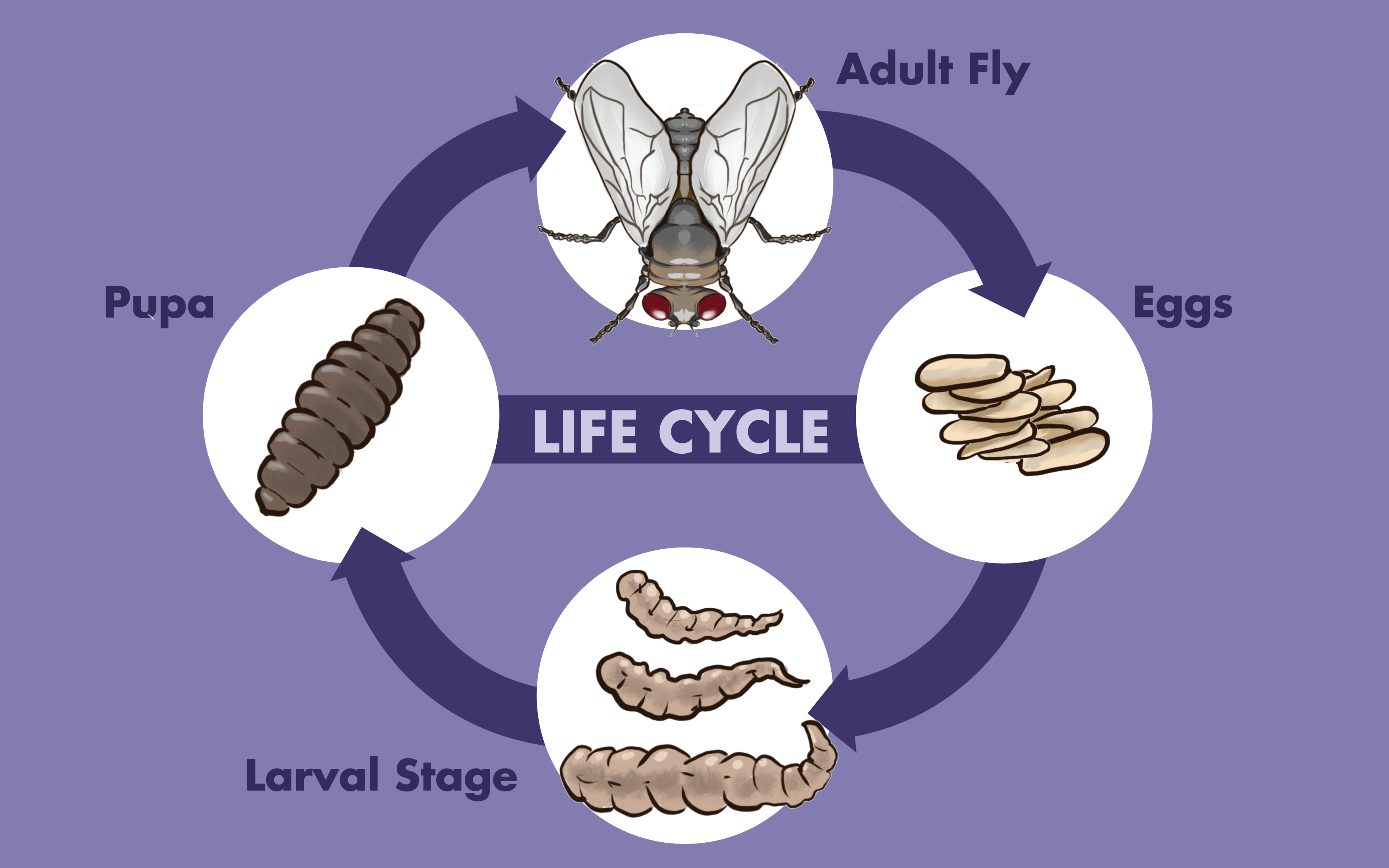 What Are Maggots and How to Get Rid of Them