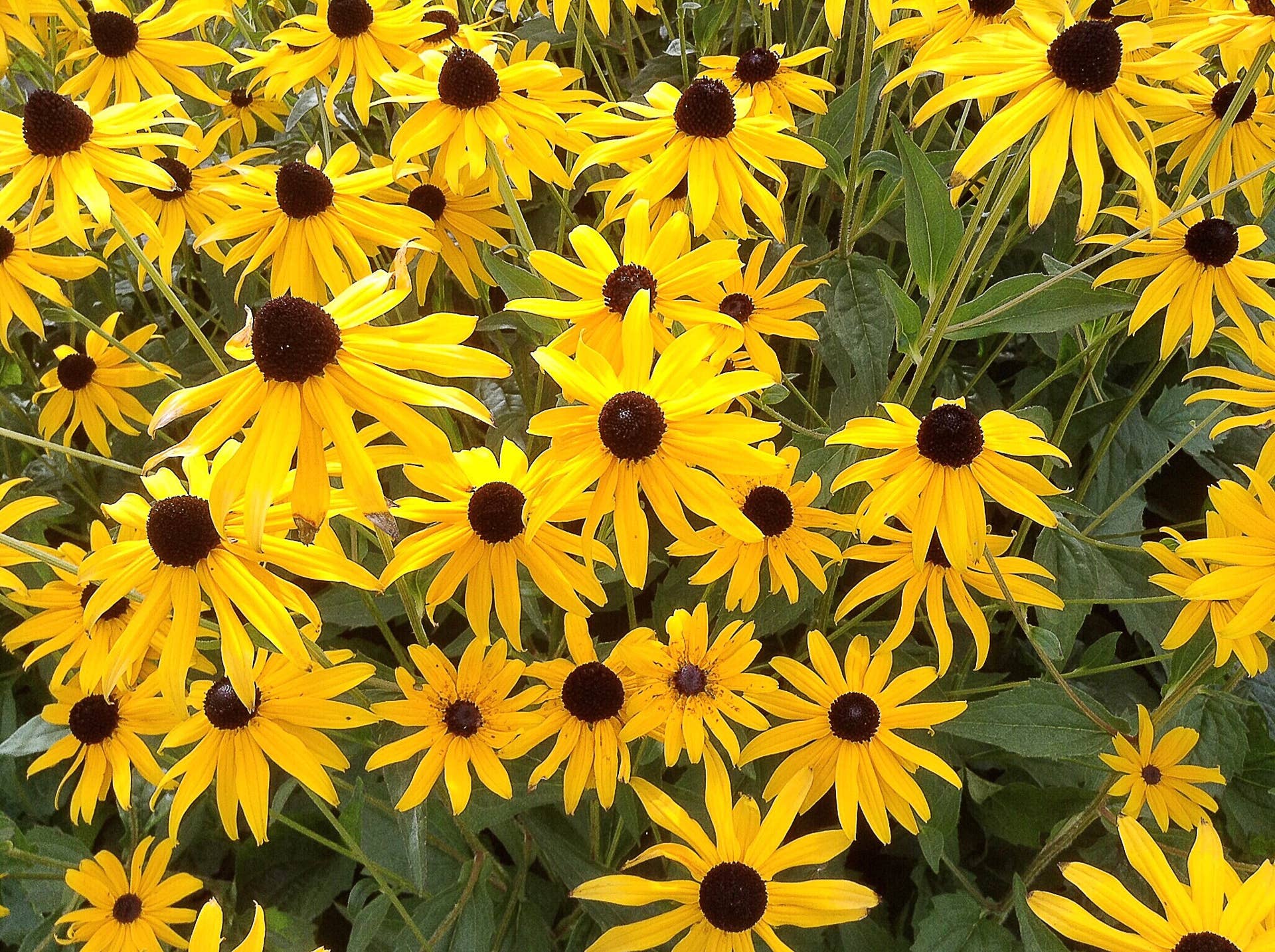 Black Eyed Susan Seeds - Gloriosa Daisy Mix | Flower Seeds in Packets