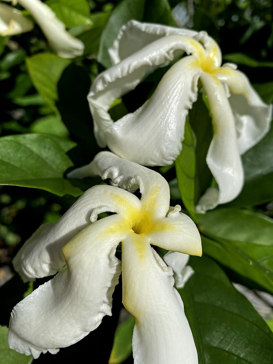 14 Easy-to-Grow Fragrant Tropical Flowers - Dengarden, image size:900x1200