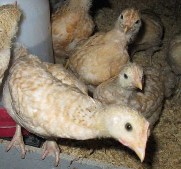 Kokrak uchi onanizm porno video