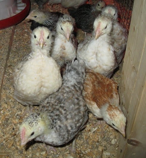 Raditel bilan rus jinsiy aloqa