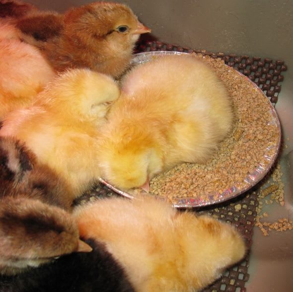 Bokira qiz uchun arab bilan jinsiy aloqa