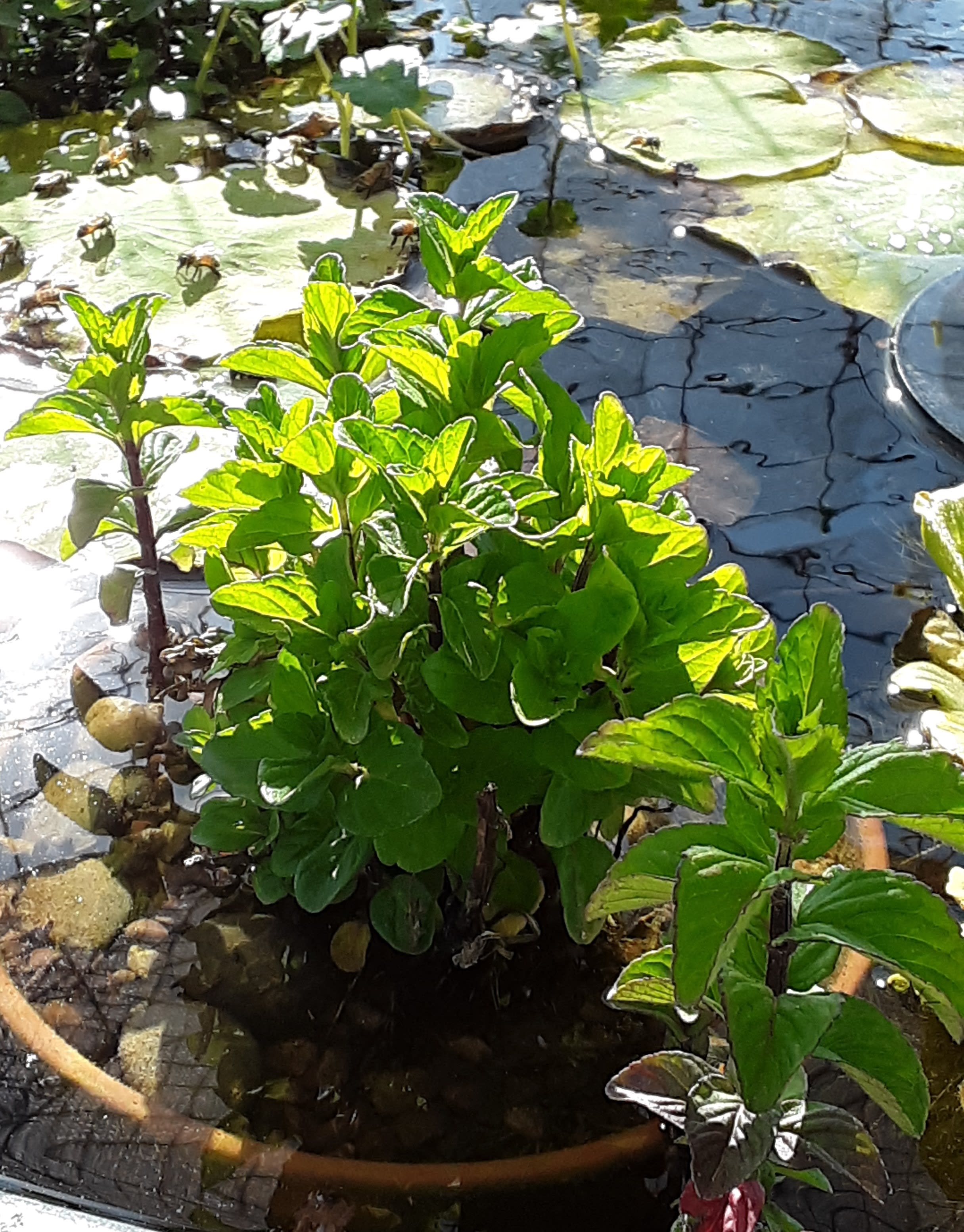 Harvested edible aquatic plants