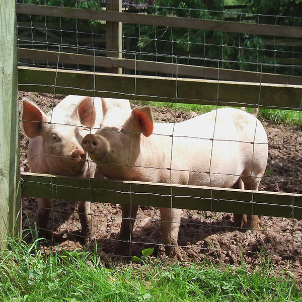 Pigpen meaning discount