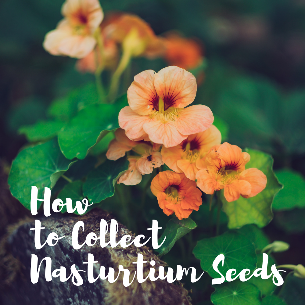How to Collect Nasturtium Seeds Dengarden