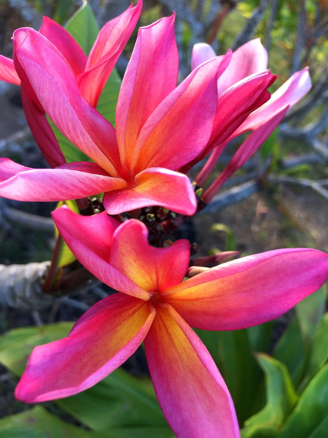 Pink Tropical Flowers With Photos and Planting Tips - Dengarden, image size:1125x1500