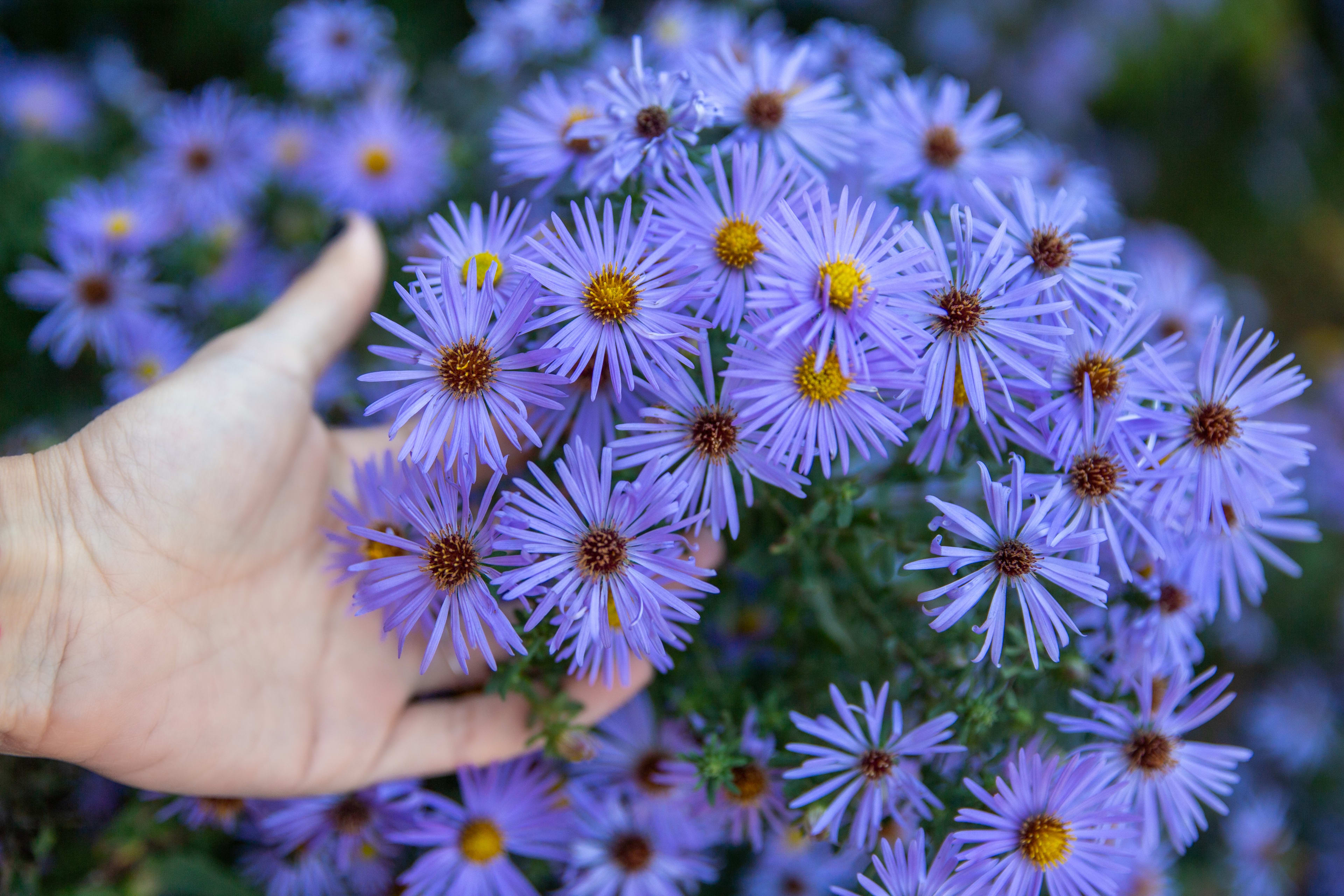 How to Grow and Care for New York Asters