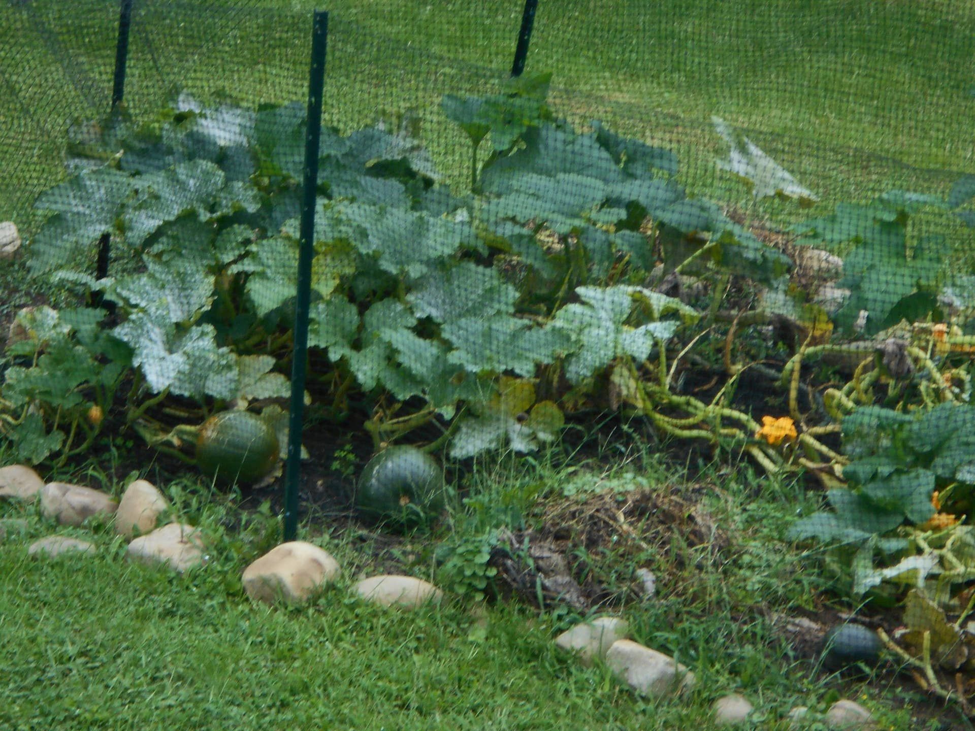 How to Keep Animals Out of Your Vegetable Garden - Dengarden - Keep Animals From Eating My Garden Plants