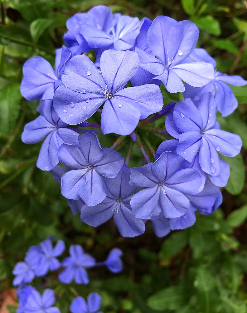 5 Easy-to-Grow Tropical Vines With Dazzling Blue Flowers - Dengarden, image size:792x1000