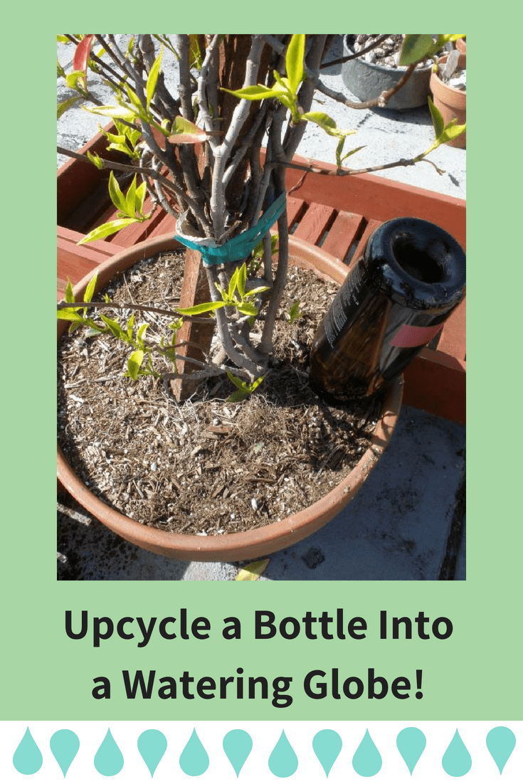 How to Make a Plant Watering Bottle: Easy DIY Guide for Thriving Plants